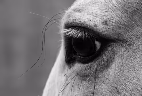 Item #74661804639461098708131462223609063755981185112722833040679211582385689722881 Media