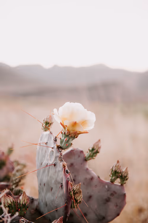 Item #114356424979646912091291396938675079969318378250921425408739931186858129620993 Media