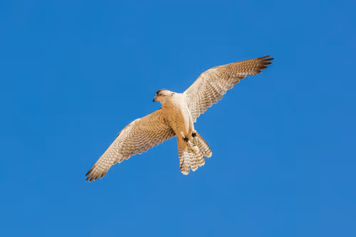 Item #12333759371985289416686528618250941787801478820548931806244366507526926106625 Media