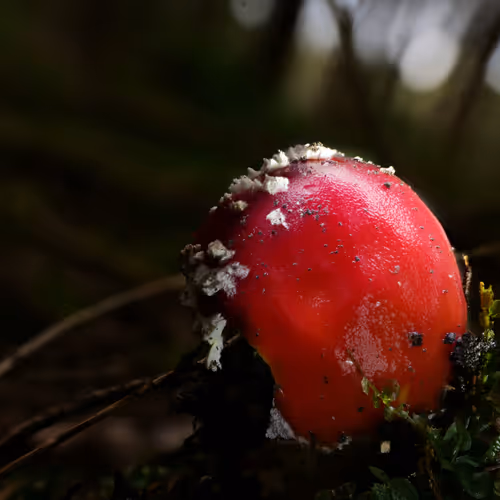 Realfungi
