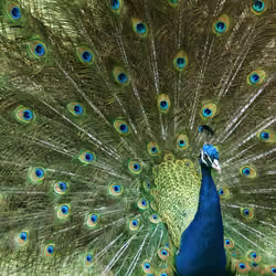 Peacock 8