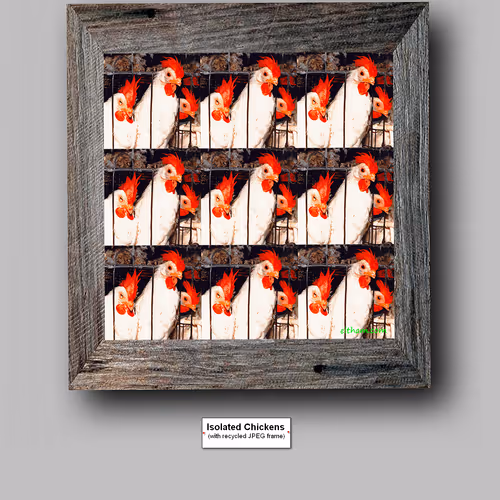 Isolated Chickens (with recycled JPEG frame)
