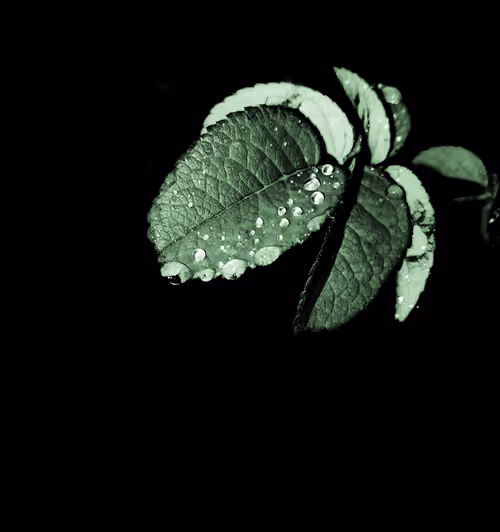 Item #68177239455811159804624482287784315305842900263845865020942447594219092574209 Media