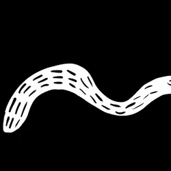 worm