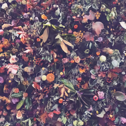 Flower Power