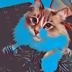 Cozy Kitty #1