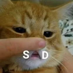 Meme talk cat