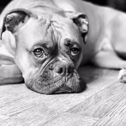 Boxer Mood 2
