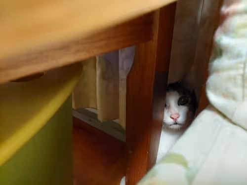 Item #99936926881834722245494880846447902772970396691943269501904837331897720766465 Media