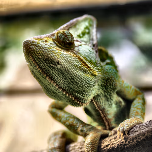 Cool Geckos