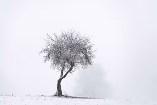 Item #82038507178112004707132471695972498506825775528903589266831690698561064796161 Media