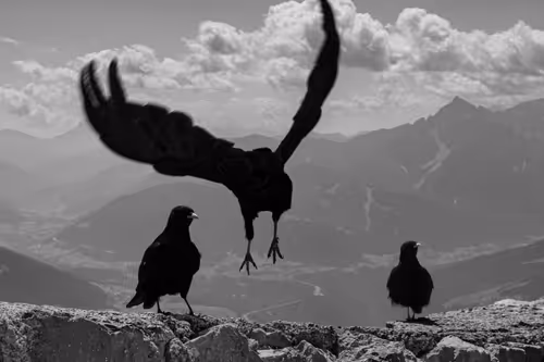 Item #37718881441179036120726966072961310746686791520690982008869122803014599442433 Media