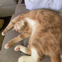 Roller Coaster Cheeto