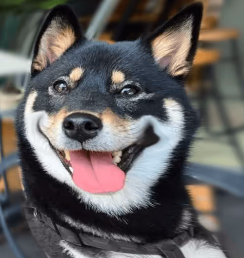 Item #34470142884482375674331152583341387110725961593908059002011227386120687845476 Media