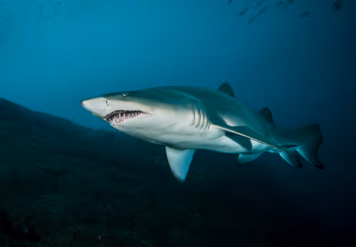 Item #3147264944406700661199990101931342713286422144963427559940462086443132518401 Media