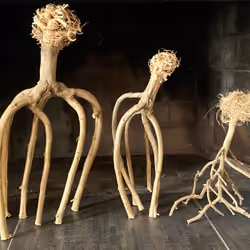 The Roots of Love (Kush, Jack, and Black Jesus)
