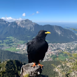 The Crow