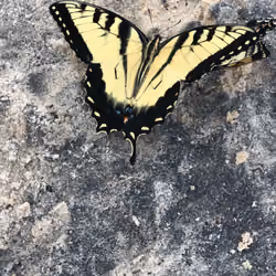 Butterfly