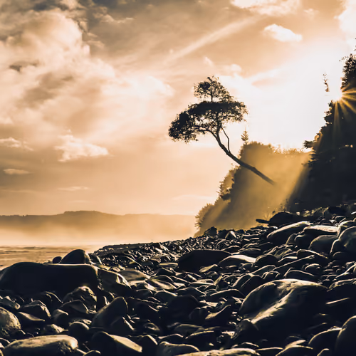 Tree By the Sea 