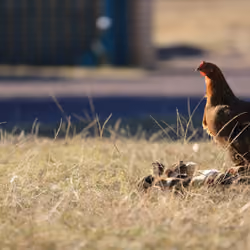 Chicken Fam
