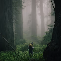 The Ancient Trees: 015