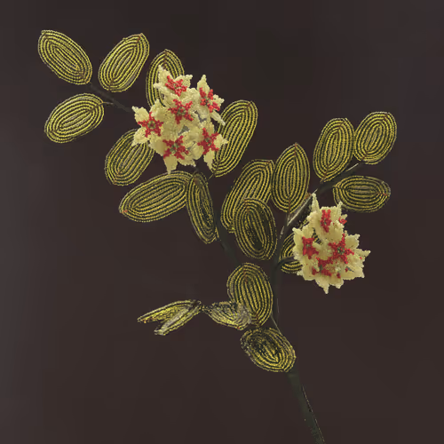 Fleurs d'Artifice [special editions]