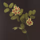Fleurs d'Artifice [special editions]