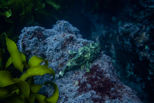 Searenity by Gabriella Morton