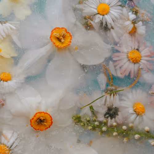 Item #80829721372825377784010953381890255518558028243098186913878117610216432336897 Media