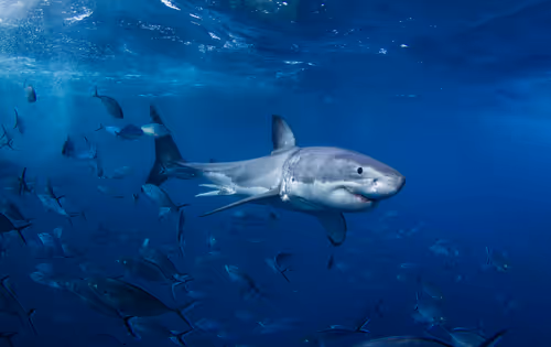 Item #3147264944406700661199990101931342713286422144963427559940462044661690662913 Media