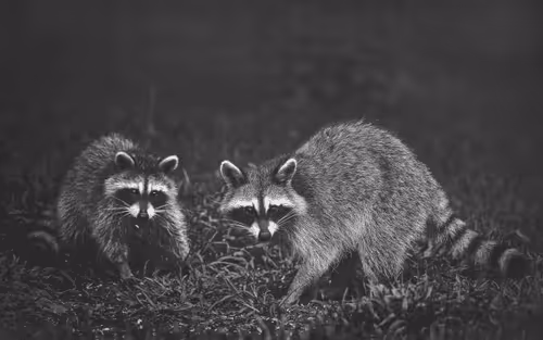 Nomadic_Frame Collection