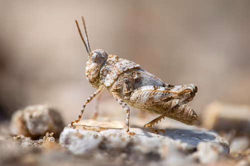 Item #11893448461842202167923125391346137616384292588036434545660885369329796775937 Media