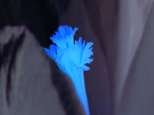 Item #5498515933537032540893450982333581587068830766419375941369606267251283984385 Media