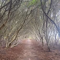 The path less traveled