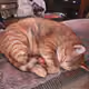 68135133125963551734507780375990568491243738331792279080278115024608740507649