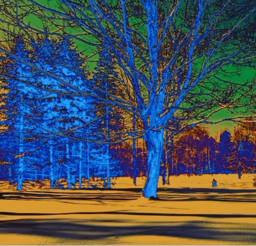 Dragonflies and collectibles