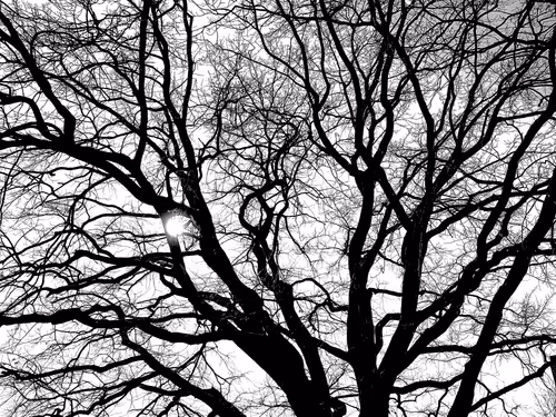 Item #13665938074563914331498291329920780757136253607588816979915017159564855345153 Media