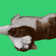12683079939208023980385968534472644550557798516637500475619288422401762656257