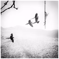 The Flight of the Macaw. Caracas, March 2023.