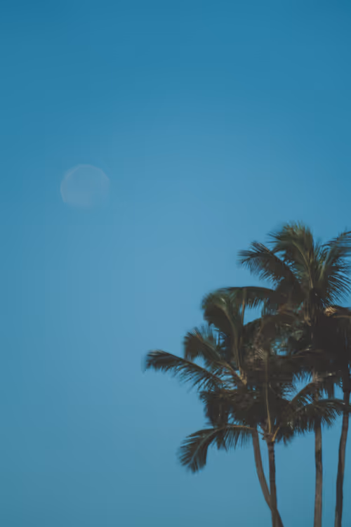 Item #78064220502355505726869985793984720926867023015257308531581829162600505540609 Media