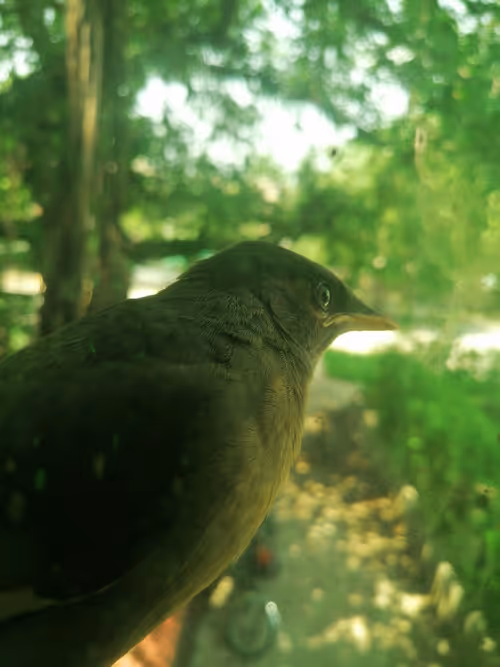 Item #108402255194697520305145007734921107723324847537791586470477280182641434296321 Media