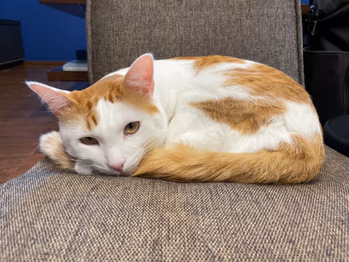 Item #57432309319676179700798702069366385585354272226932054472084541774809125617665 Media