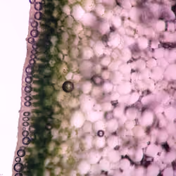 Microscopic #011
