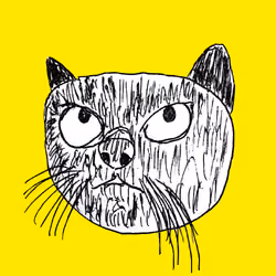 black cat