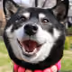 6419649619378543771155028847592637555375526734263820029780823687428793434113