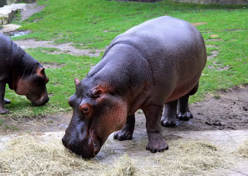 Item #56875619510515471276993468809313284973978929409942184232360575334814587027457 Media