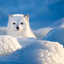 NFT artic Fox