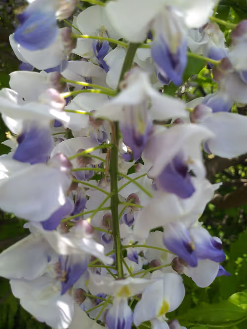 Item #23844756872464786686458602246359411329553820522563599645443456150948710187013 Media