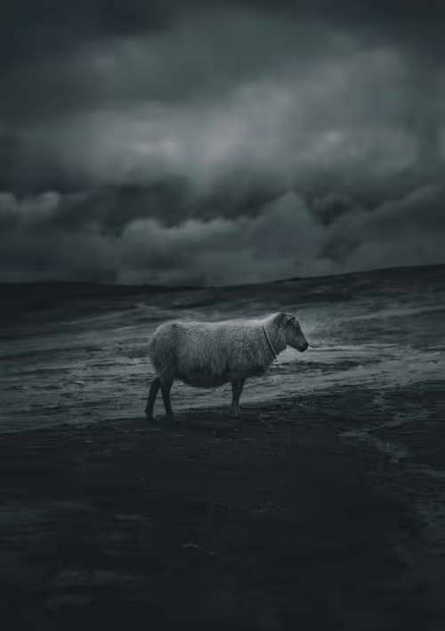 Item #37166292038875349810746612837735462118935835935702038300656537532381360291841 Media