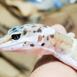 Leopard Gecko